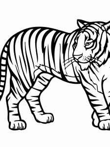 Aesthetically Pleasing Tiger Coloring Page