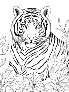 Amur Tiger Coloring Page