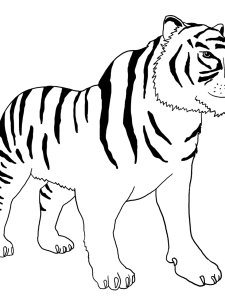 Bengal Tiger Coloring Page