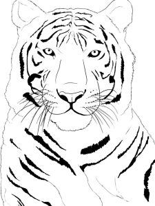 Coloring Page Of A Tiger