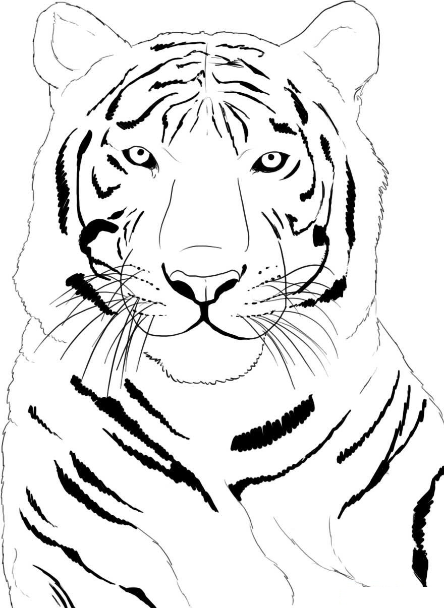 Coloring Page Of A Tiger