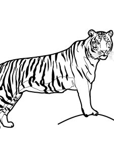 Realistic Tiger Coloring Page