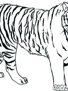 Scary Tiger Coloring Pages