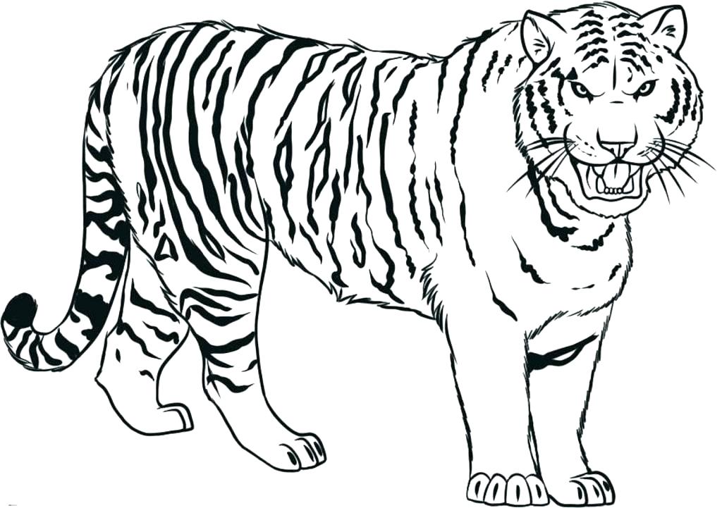 Scary Tiger Coloring Pages