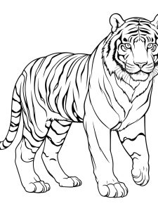 Siberian Tiger Coloring Page