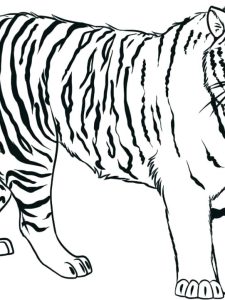 Snow Tiger Coloring Page