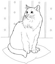 Realistic Cat Coloring Page