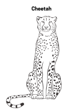 Realistic Cheetah Coloring Page