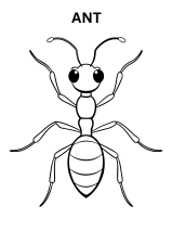 Online Ant Coloring Page
