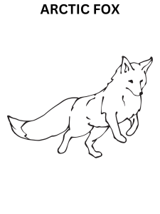 Arctic Fox Colouring Pages Online