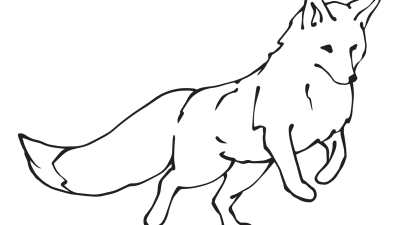 Arctic Fox Colouring Pages Online