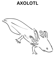 Axolotl Coloring Pages For Kids