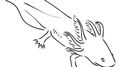 Axolotl Coloring Pages For Kids