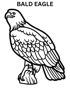 Bald Eagle Coloring Pages For Adults