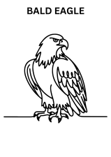Bald Eagle Images To Color Online
