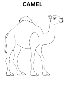 Camel Colouring Sheets Online
