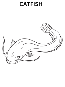 Catfish Printable Coloring Pages