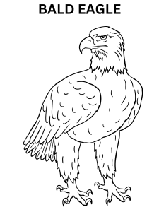 Ferocious Bald Eagle Coloring Pages