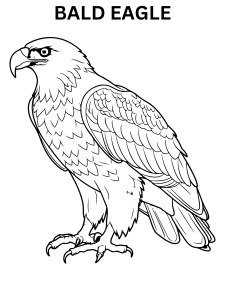 Free Bald Eagle Coloring Pages Online