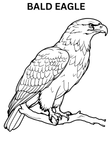 Free Printable Bald Eagle Coloring Pages