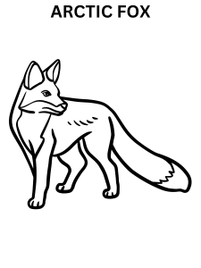 Realistic Arctic Fox Coloring Pages