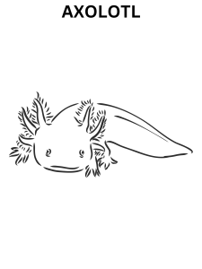 Realistic Axolotl Coloring Pages