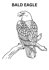 Realistic Bald Eagle Coloring Pages