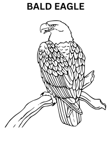 Realistic Bald Eagle Coloring Pages