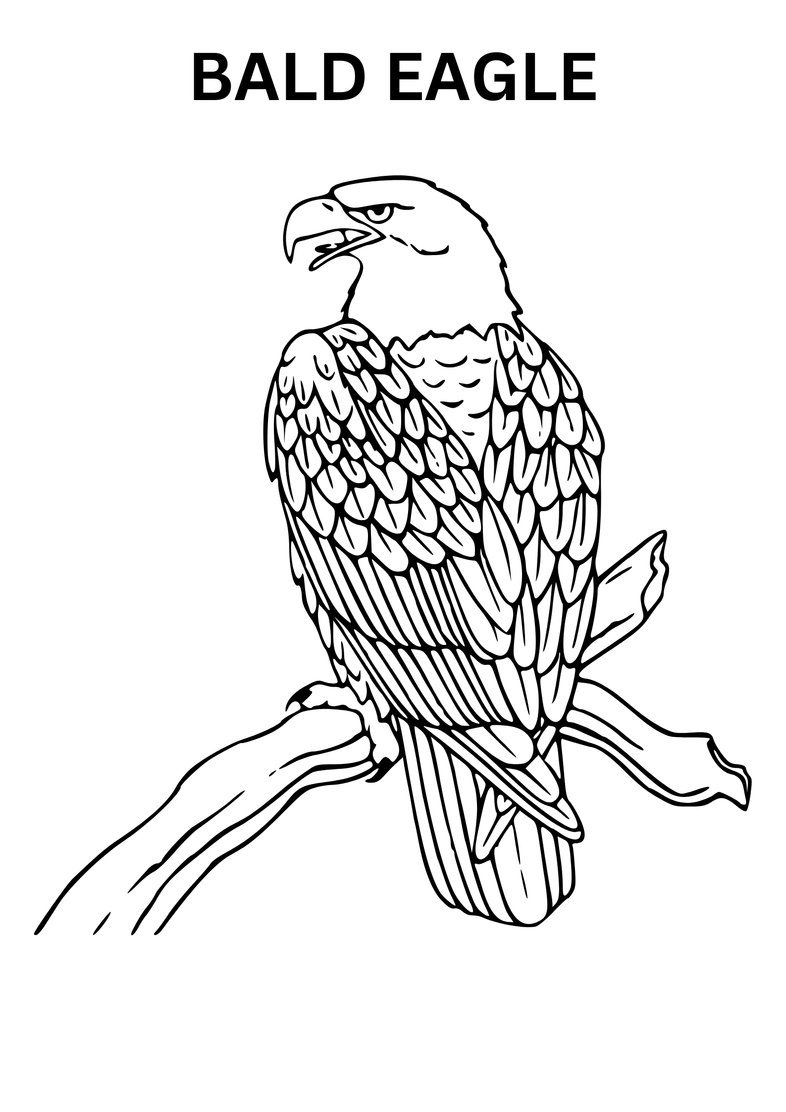 Realistic Bald Eagle Coloring Pages