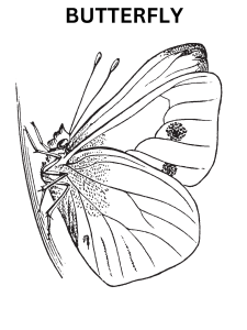 Realistic Butterfly Coloring Pages