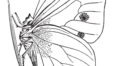 Realistic Butterfly Coloring Pages