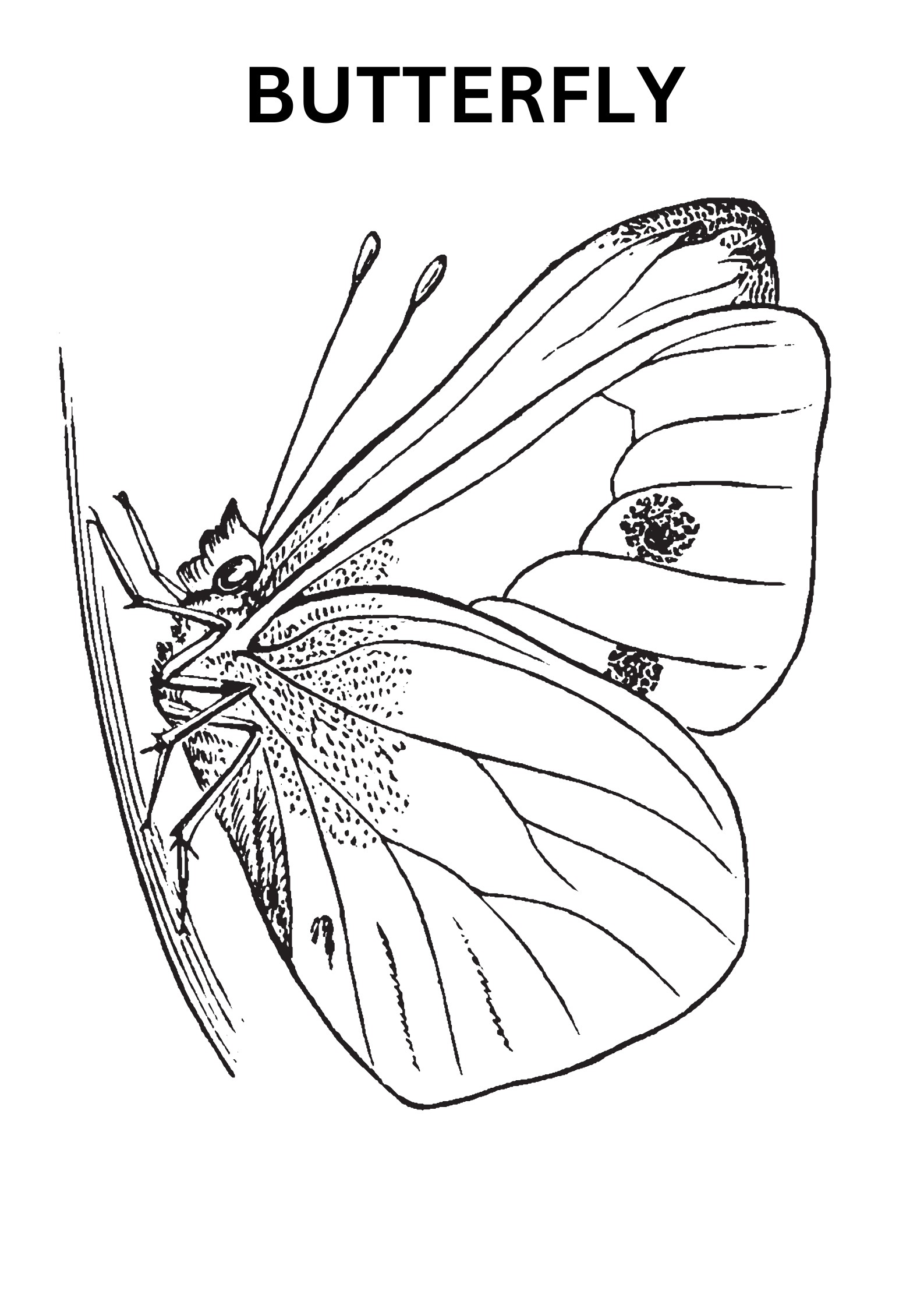 Realistic Butterfly Coloring Pages