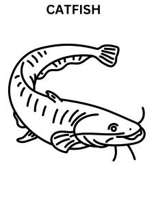 Realistic Catfish Coloring Pages