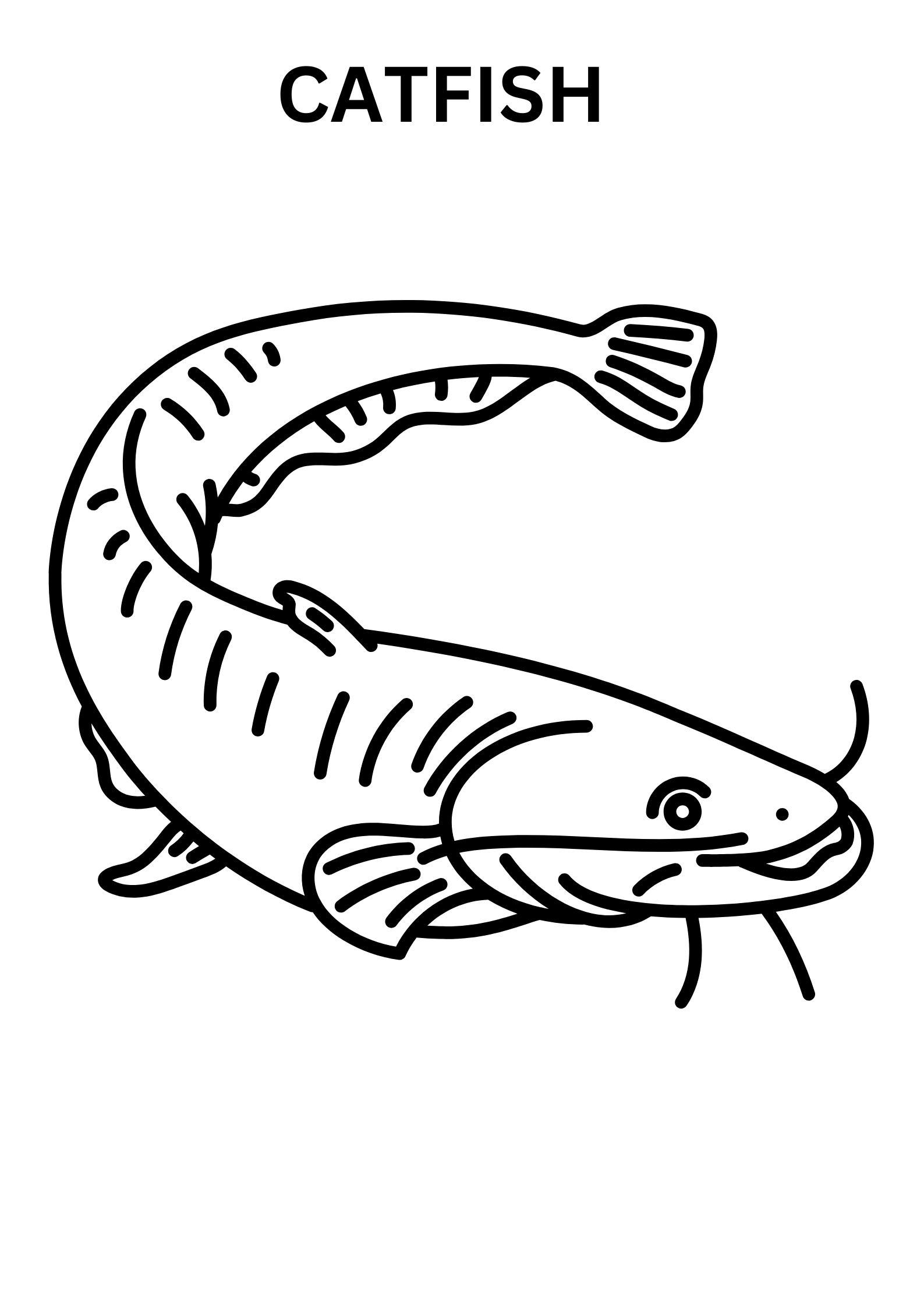 Realistic Catfish Coloring Pages