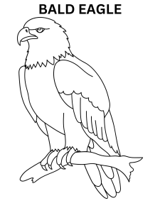 Simple Bald Eagle Coloring Pages
