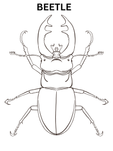 Beetle Coloring Pages For Adults