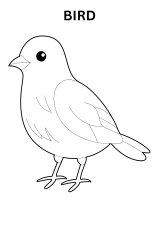 Bird Coloring Pages For Preschoolers