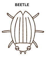 Cute Beetle Coloring Pages