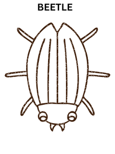 Cute Beetle Coloring Pages