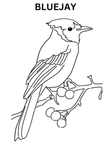 Detailed Bluejay Coloring Pages