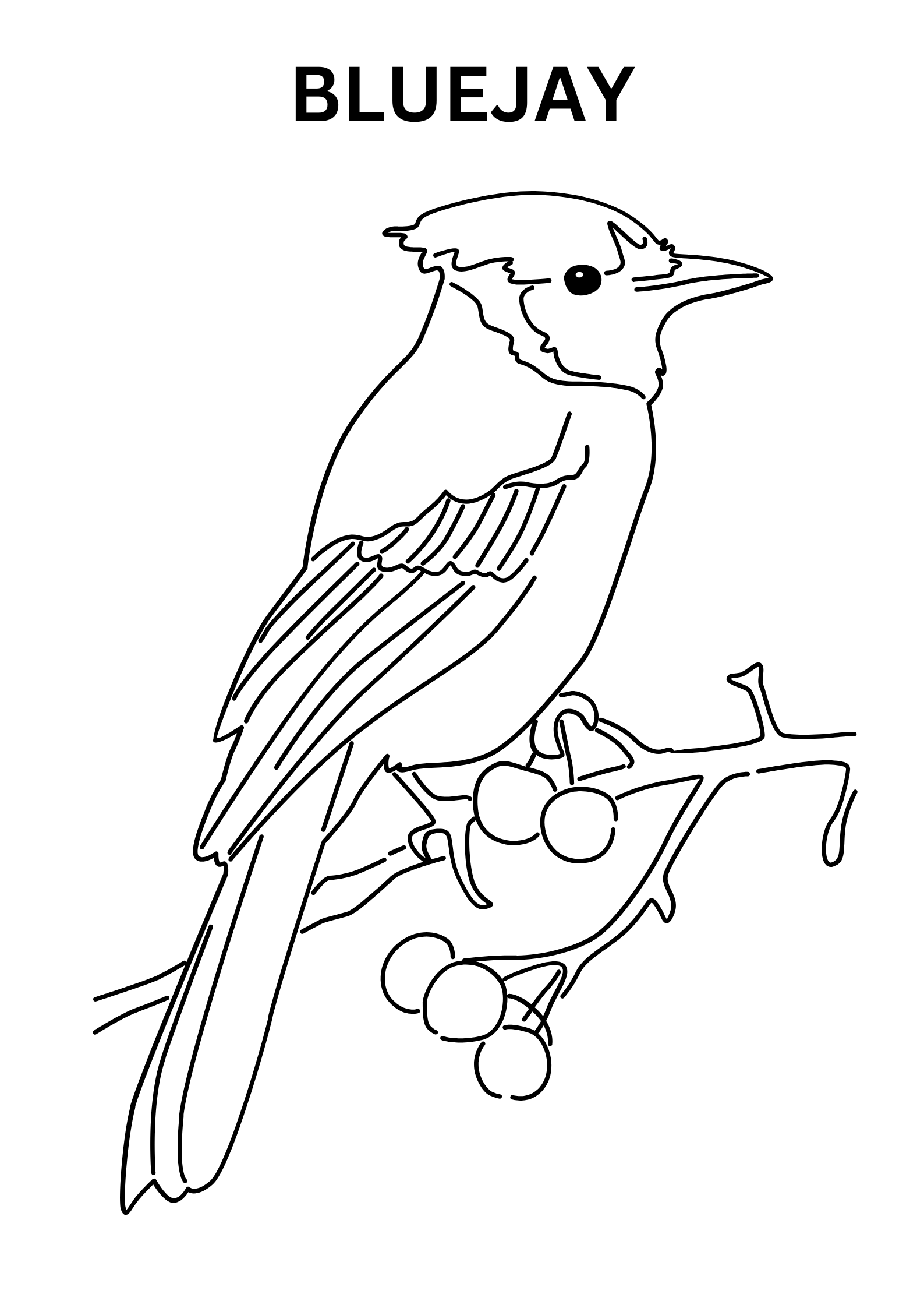 Detailed Bluejay Coloring Pages