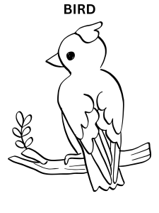 Exotic Bird Coloring Pages