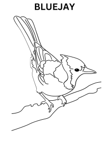 Free Printable Bluejay Coloring Pages