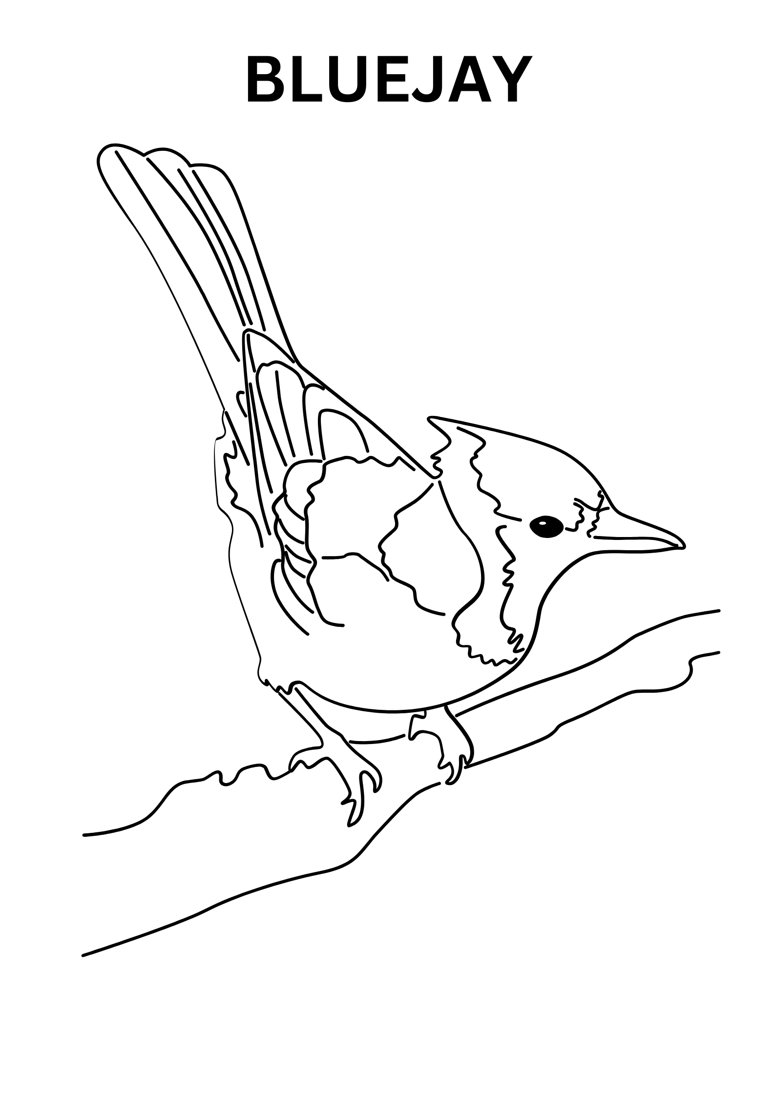 Free Printable Bluejay Coloring Pages