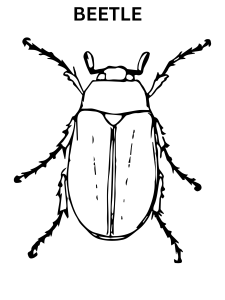 Nature Inspired Beetle Coloring Pages