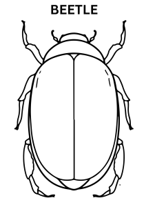 Realistic Beetle Coloring Pages