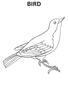 Realistic Bird Coloring Pages