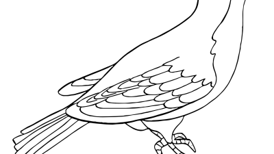 Realistic Bird Coloring Pages