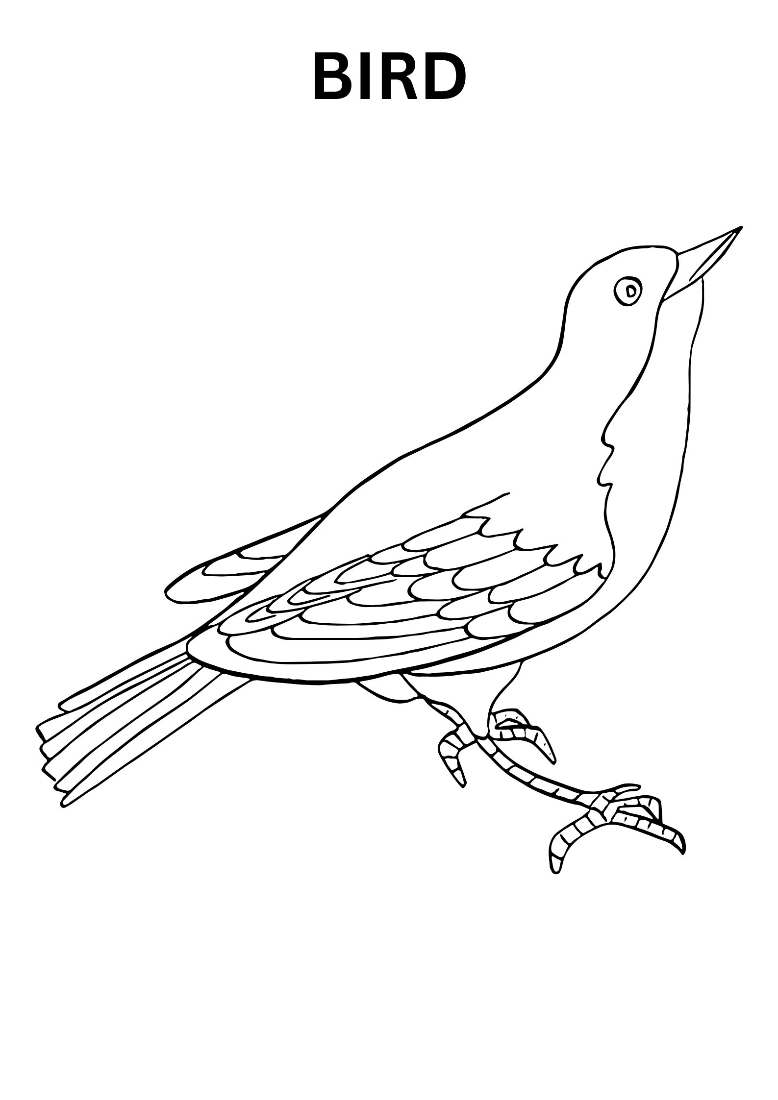 Realistic Bird Coloring Pages