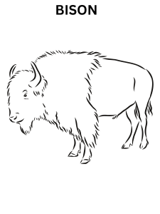 Realistic Bison Coloring Pages